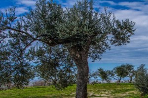Immagine 2021-07-27 140509